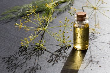 Dereotu tohumu yağı gri bir arka plan üzerine bir şişe