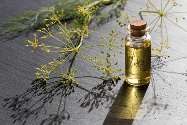 Dereotu tohumu yağı gri bir arka plan üzerine bir şişe