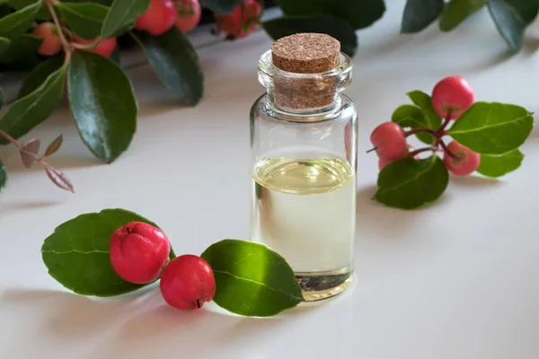 Una botella de aceite esencial de verdor sobre un fondo blanco —  Fotos de Stock