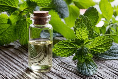 Melissa esans taze melissa dallar ile bir şişe