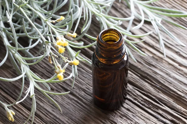 Una bottiglia di olio essenziale di elicriso con elicriso in fiore — Foto Stock