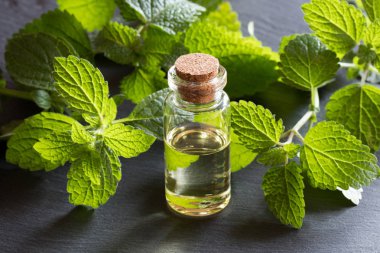 Melissa esans koyu arka plan üzerine bir şişe