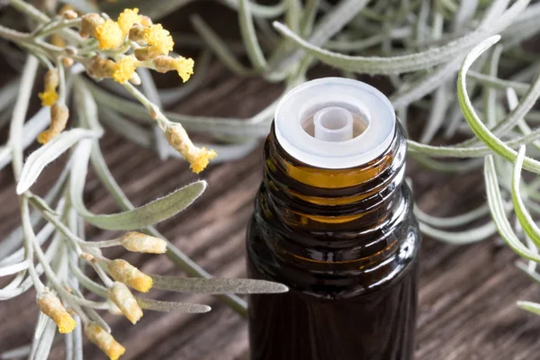Uma garrafa escura de óleo essencial de helichrysum com helichr florescendo — Fotografia de Stock