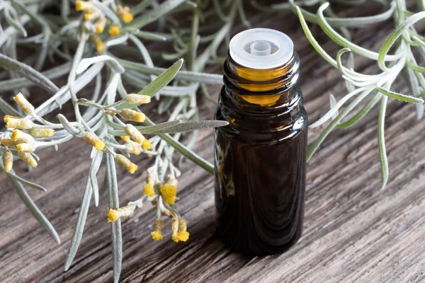 Una botella de aceite esencial de helichrysum con helichrysum en flor — Foto de Stock