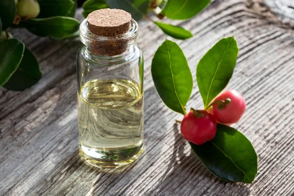 Una botella de aceite esencial de verdor invernal con hojas de verdor invernal — Foto de Stock