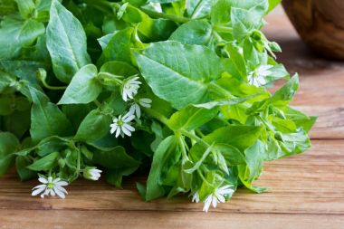 Fresh chickweed plant on a wooden background clipart