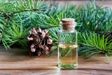 Douglas fir esans Douglas köknar dalları ile bir şişe