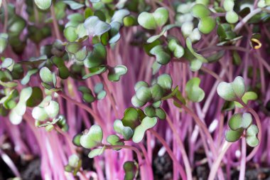 Toprakta yetiştirilen kırmızı lahana microgreens
