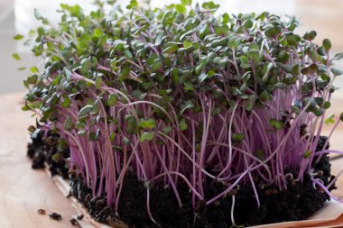 Toprakta yetiştirilen kırmızı lahana microgreens