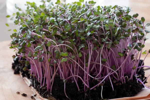 Toprakta yetiştirilen kırmızı lahana microgreens — Stok fotoğraf