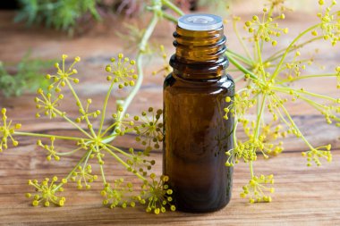 Dereotu tohumu yağı ahşap arka plan üzerinde taze dereotu ile bir şişe