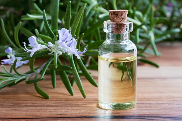 Sebotol rosemary esensial minyak dengan rosemary segar mekar — Stok Foto