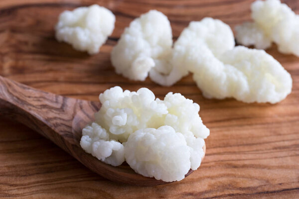 Milk kefir grains on a wooden spoon