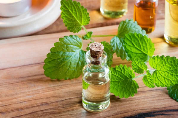 Una botella de aceite esencial de melissa con hojas frescas de melissa — Foto de Stock