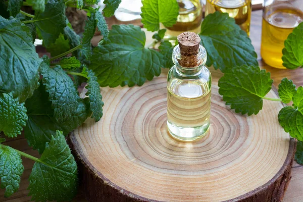 Una botella de aceite esencial de melissa con ramitas de melissa frescas —  Fotos de Stock