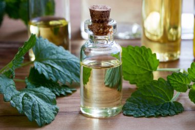 Melissa esans taze melissa dallar ile bir şişe