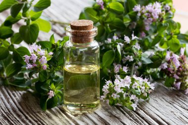 Bir şişe kekik esans ile taze çiçek açan kekik tw