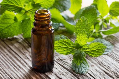 Melissa esans taze melissa dallar ile karanlık bir şişe