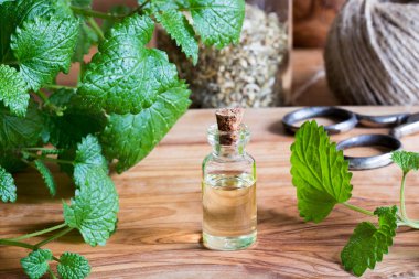 Melissa esans taze melissa dallar ile bir şişe