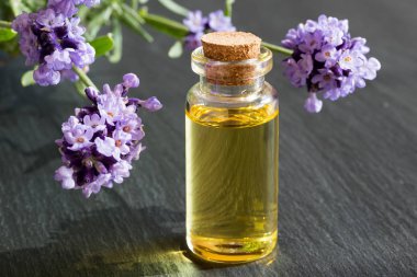 Lavanta esansiyel yağı taze lavanta ile bir şişe çırpı