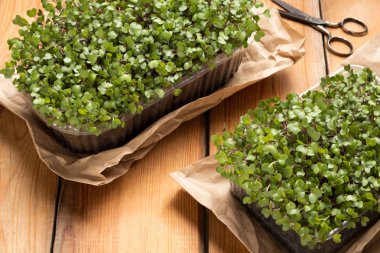 Brokoli ve lahana microgreens ahşap bir masa üzerinde