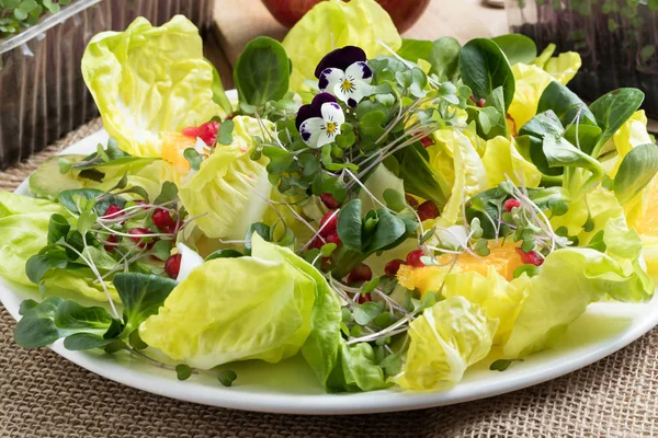Növényi saláta saláta, kukorica saláta, friss microgreens, pom — Stock Fotó