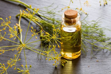 Dereotu tohumu yağı taze dereotu ile bir şişe