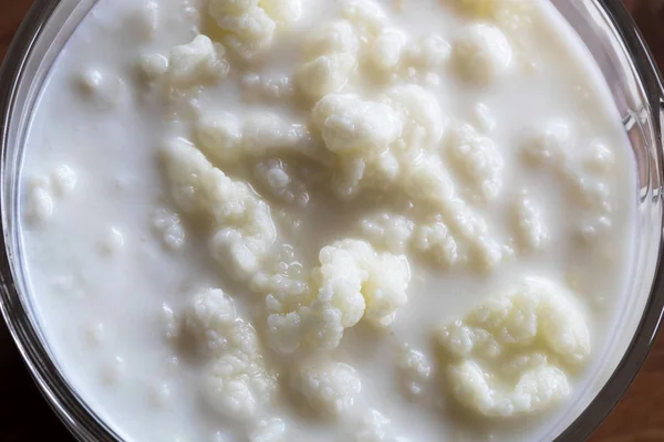 Kefir grains in a cup of milk — Stock Photo, Image