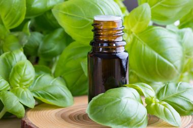 Bir şişe ile taze fesleğen dal fesleğen uçucu yağ