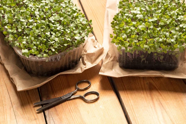 Broccoli og grønkål mikrogreens med saks på et bord - Stock-foto