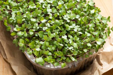 Bir tabloda bir kapta genç microgreens