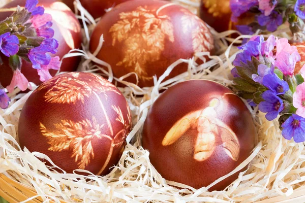 Paskalya yumurtaları Soğan kabuğu, bir desenle taze otlar ile boyalı — Stok fotoğraf