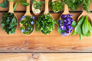 Wild edible spring herbs on wooden spoons clipart