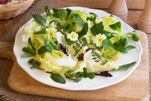 Lente salade met primula, nipplewort en andere wilde eetbare plan — Stockfoto