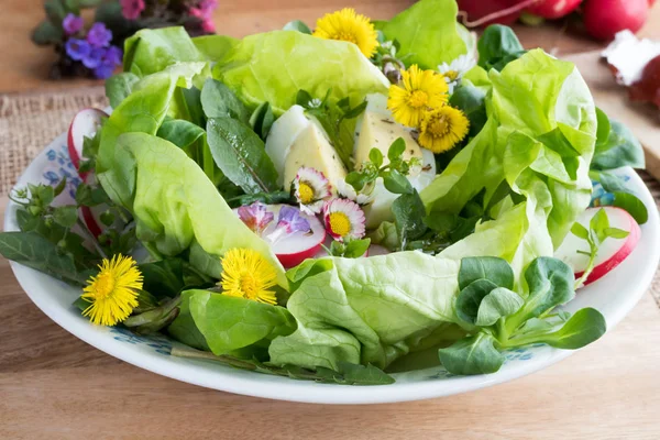 Tavaszi saláta margaréták, pitypang és más vadon élő ehető terv — Stock Fotó