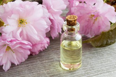 Bir şişe pembe kwanzan kiraz çiçekleri ile uçucu yağ