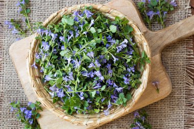 Zemin-Ivy bir hasır sepet, üstten görünüm