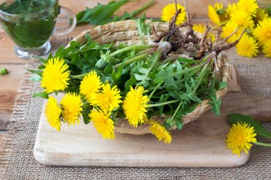 Whole dandelion plants with roots in a basket clipart