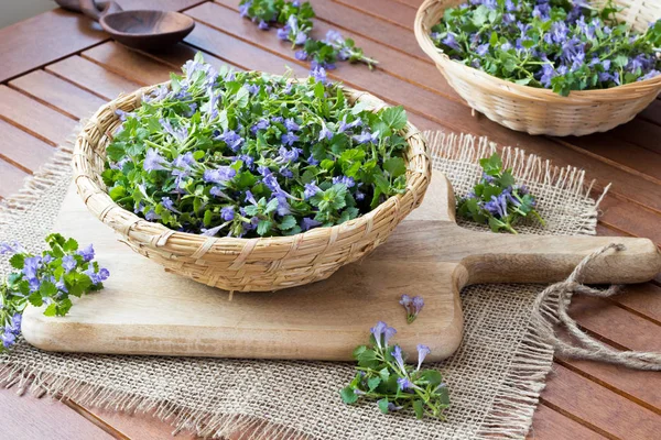 Blooming ground-ivy in a wicker basket on a table
