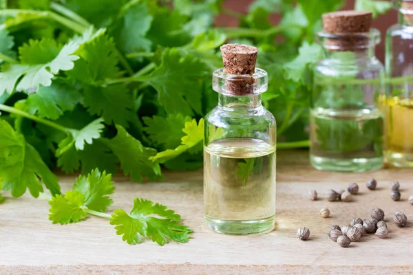 Een flesje etherische olie met koriander zaden en koriander Leave — Stockfoto