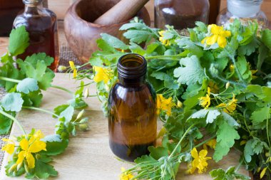 Taze Chelidonium majus bitki ile daha büyük kırlangıçotu tentür