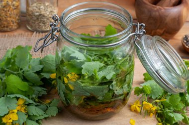 Taze büyük kırlangıçotu yaprakları ve kökleri ile dolu bir cam kavanoz