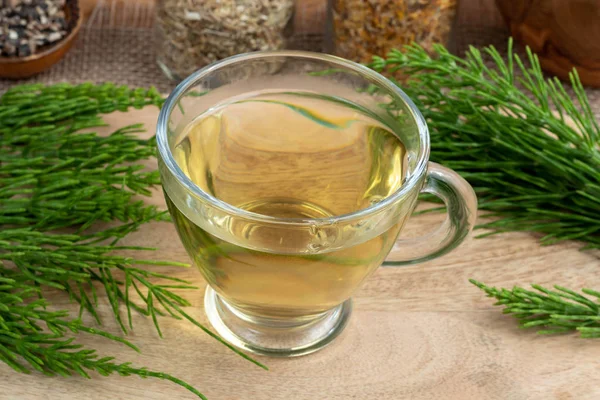Чашка чая с хвостом и свежим растением Equisetum arvense — стоковое фото