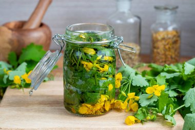 Taze Chelidonium majus bitki ile daha büyük kırlangıçotu tentür