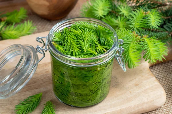 A jar tele van fiatal lucfenyő tippek és az alkohol, hogy készítsen tinc — Stock Fotó