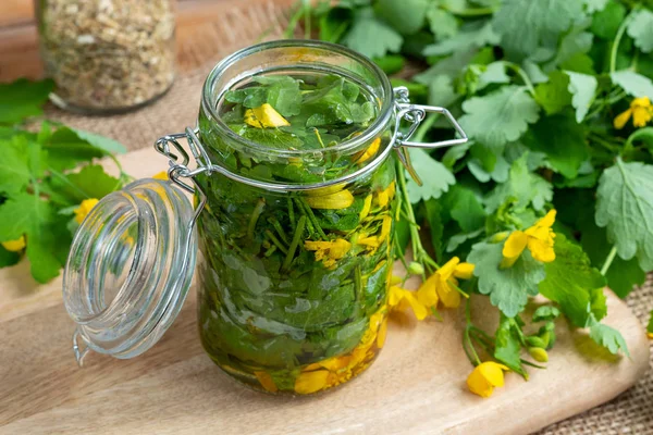 Mayor tintura de celidonia con planta fresca de Chelidonium majus — Foto de Stock