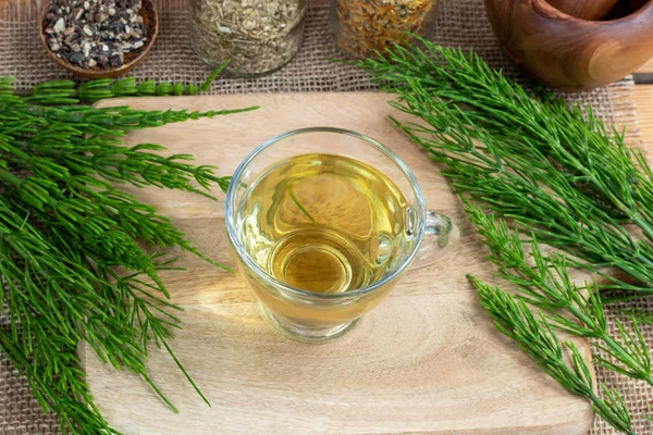 A cup of horsetail tea with fresh Equisetum arvense plant — Stock Image A cup of horsetail tea with fresh Equisetum arvense plant Royalty Free Stock Images