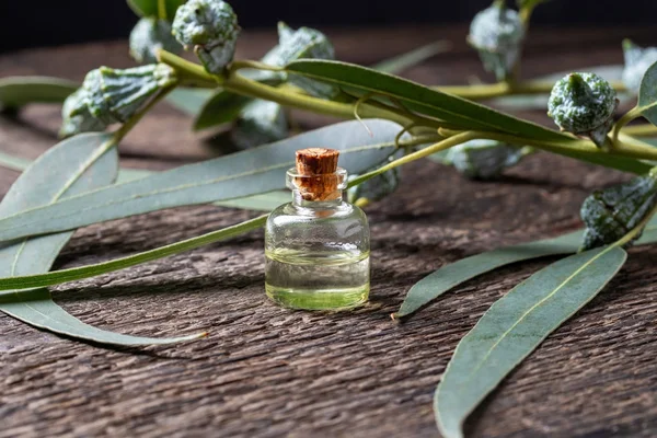 Een fles etherische olie met verse eucalyptus twijgen — Stockfoto