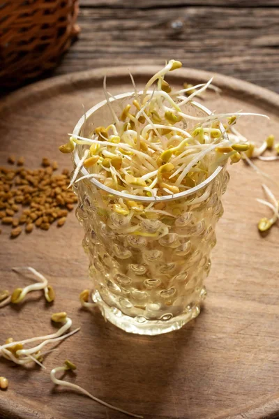 Brotes de alholva fresca en un vaso con semillas secas en el backgro —  Fotos de Stock