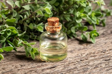 Esans mercanköşk dallar ile bir şişe